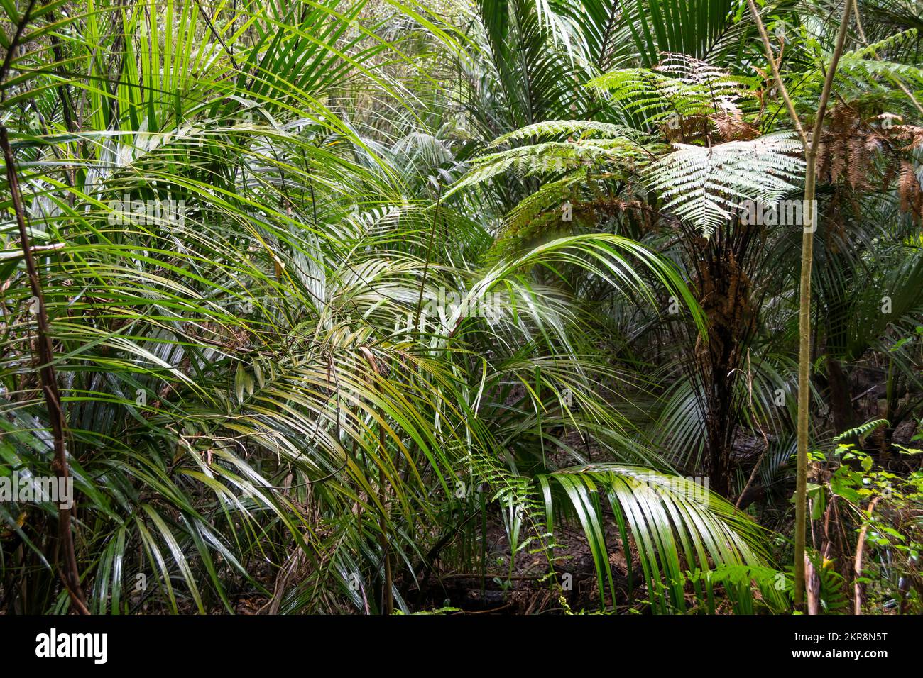 Palme di Nikau nella foresta pluviale, Papaitonga Scenic Reserve, vicino Levin, Horowhenua, Isola del Nord, Nuova Zelanda Foto Stock