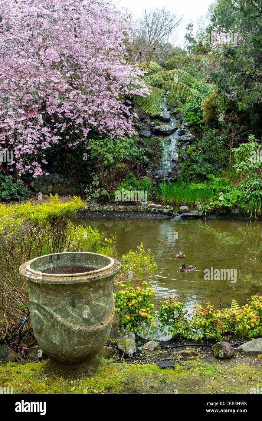 Alberi di ciliegio fioriti, giardini di Aston Norwood, Wellington, North Island, Nuova Zelanda Foto Stock