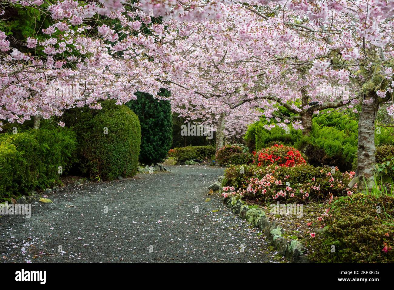 Alberi di ciliegio fioriti, giardini di Aston Norwood, Wellington, North Island, Nuova Zelanda Foto Stock