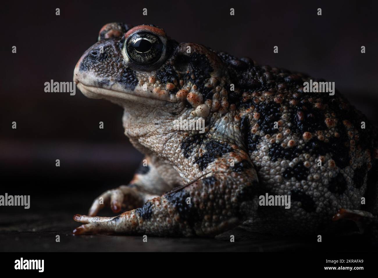 Un ritratto da vicino di un rospo occidentale (Anaxyrus boreas) dalla contea di Santa Cruz in California con una luce drammatica. Foto Stock