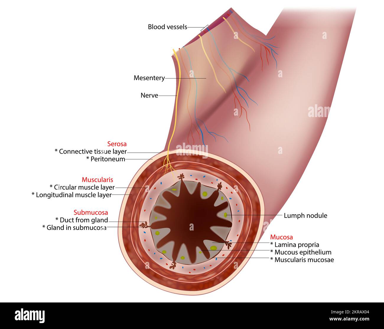 Diagramma dell'intestino tenue. Sezione trasversale di un tipico segmento della parete intestinale che mostra gli strati: Mucosa, submucosa, muscolaris e serosa. Illustrazione Vettoriale