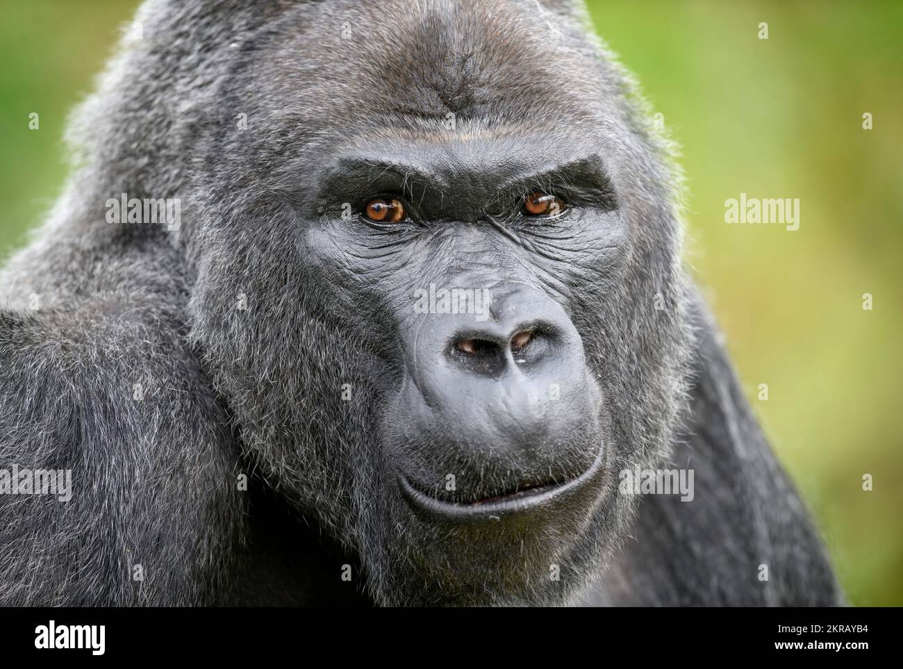 Jock The Silverback Lowland Gorilla al Bristol Zoo. Foto Stock