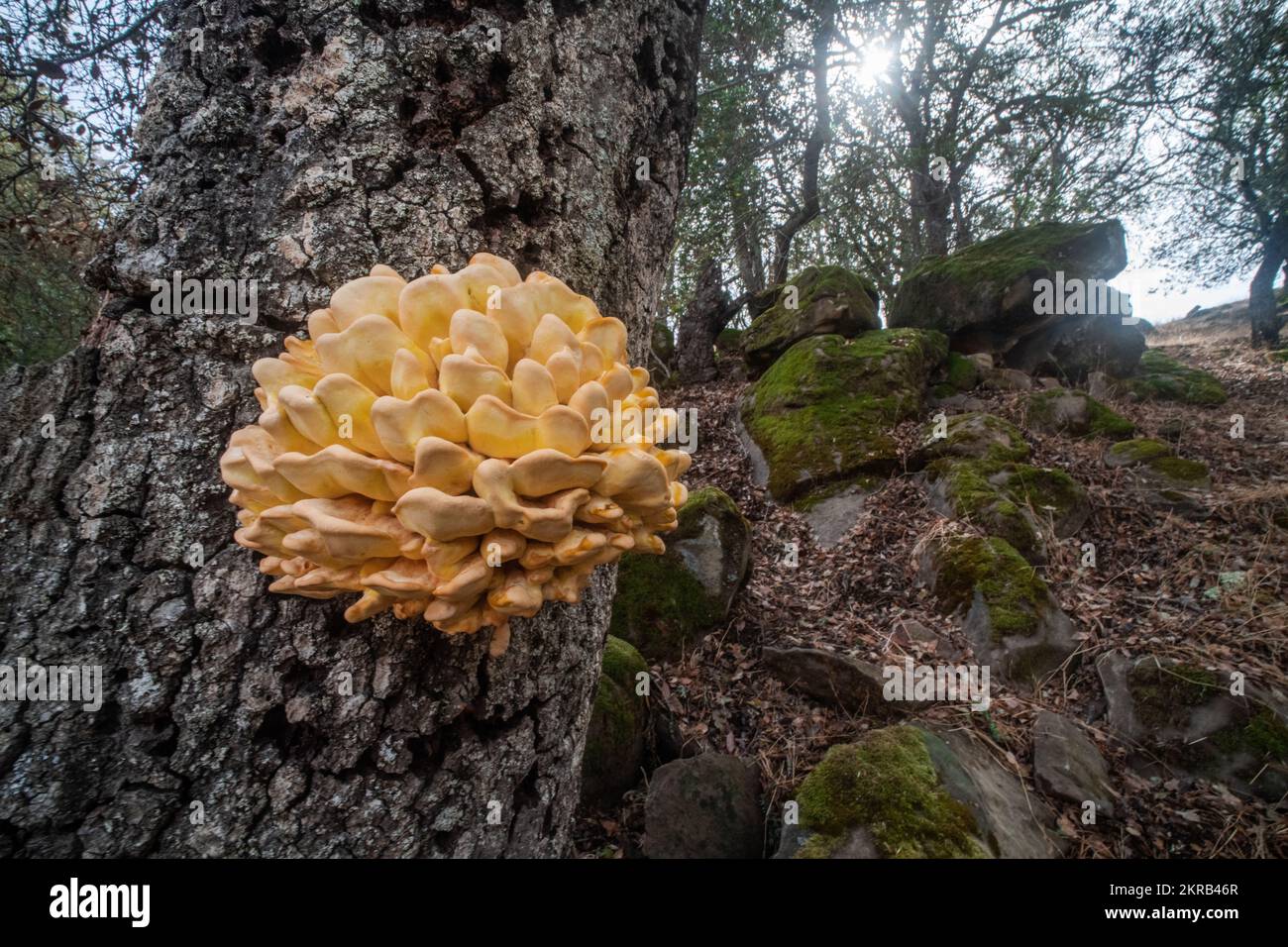 Scaffale di zolfo di latifoglie occidentali (Laetiporus gilbertsonii) che cresce su un albero di quercia in California, USA. Foto Stock