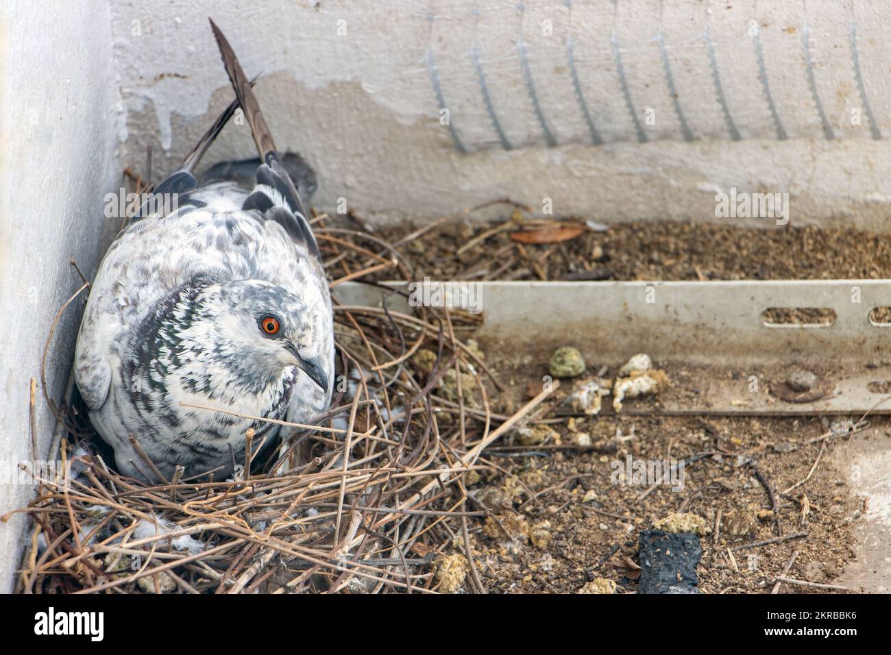 La colomba siede su uova in un nido sulla facciata di una casa cittadina, da vicino Foto Stock