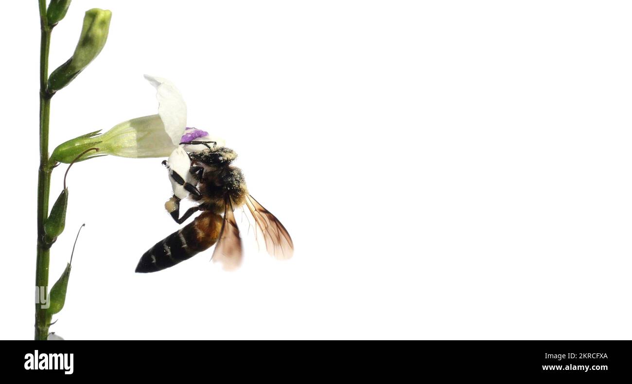 Ape gigante miele alla ricerca di nettare su bianco viola cinese o coromandel o flossguanto strisciante ( Asystasia gangetica ) fioriscono in campo isolato su bianco Foto Stock