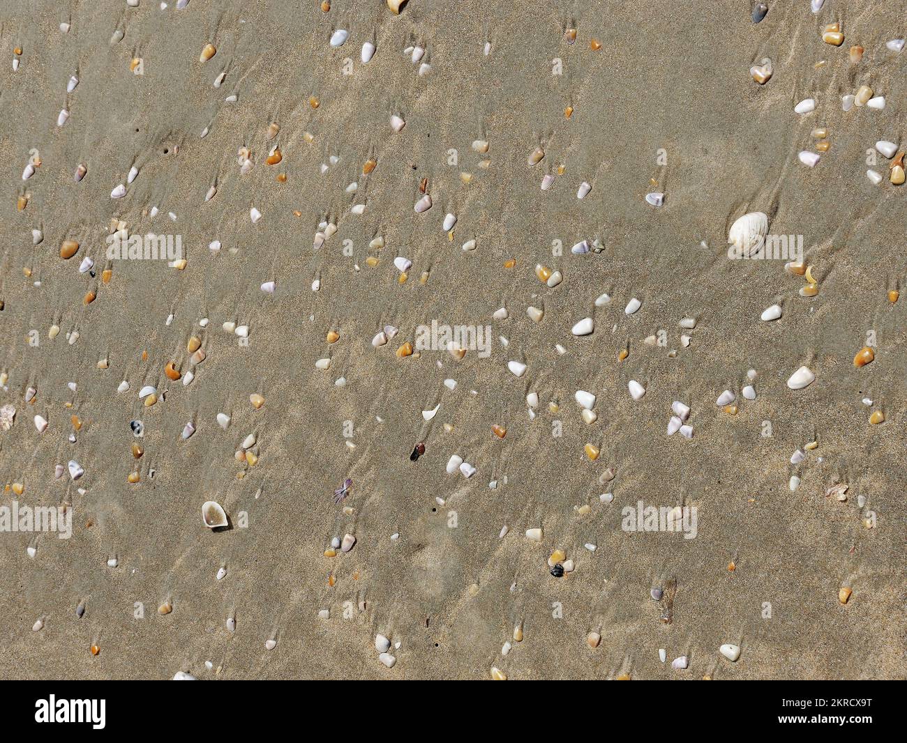 Conchiglie sulla spiaggia di sabbia estate sfondo vista dall'alto a Mobor Stato Goa India 10 17 2022 Foto Stock