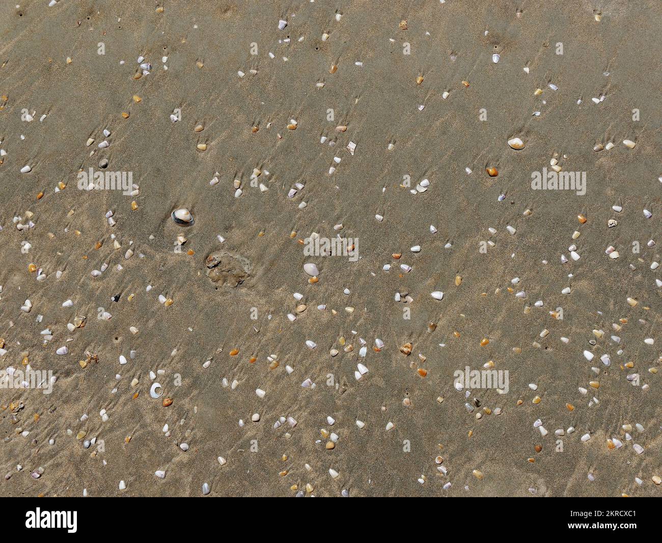 Conchiglie sulla spiaggia di sabbia estate sfondo vista dall'alto a Mobor Stato Goa India 10 17 2022 Foto Stock