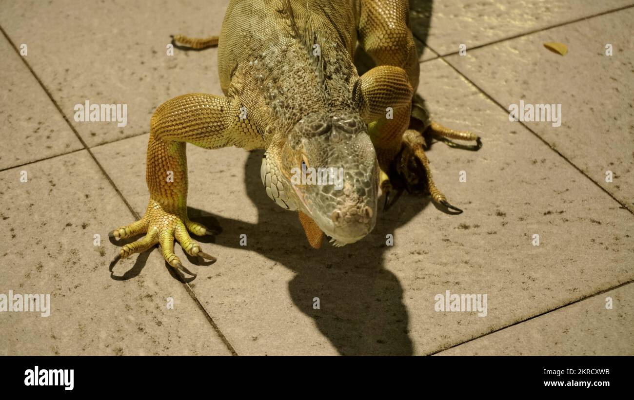 Primo piano grande iguana gialla o lucertola come animali domestici amante collezione e la coltivazione di affari o zoo Foto Stock