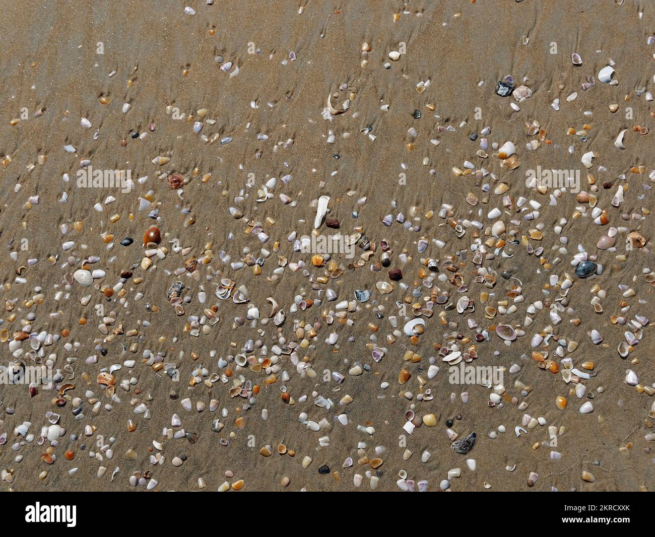 Conchiglie sulla spiaggia di sabbia estate sfondo vista dall'alto a Mobor Stato Goa India 10 17 2022 Foto Stock