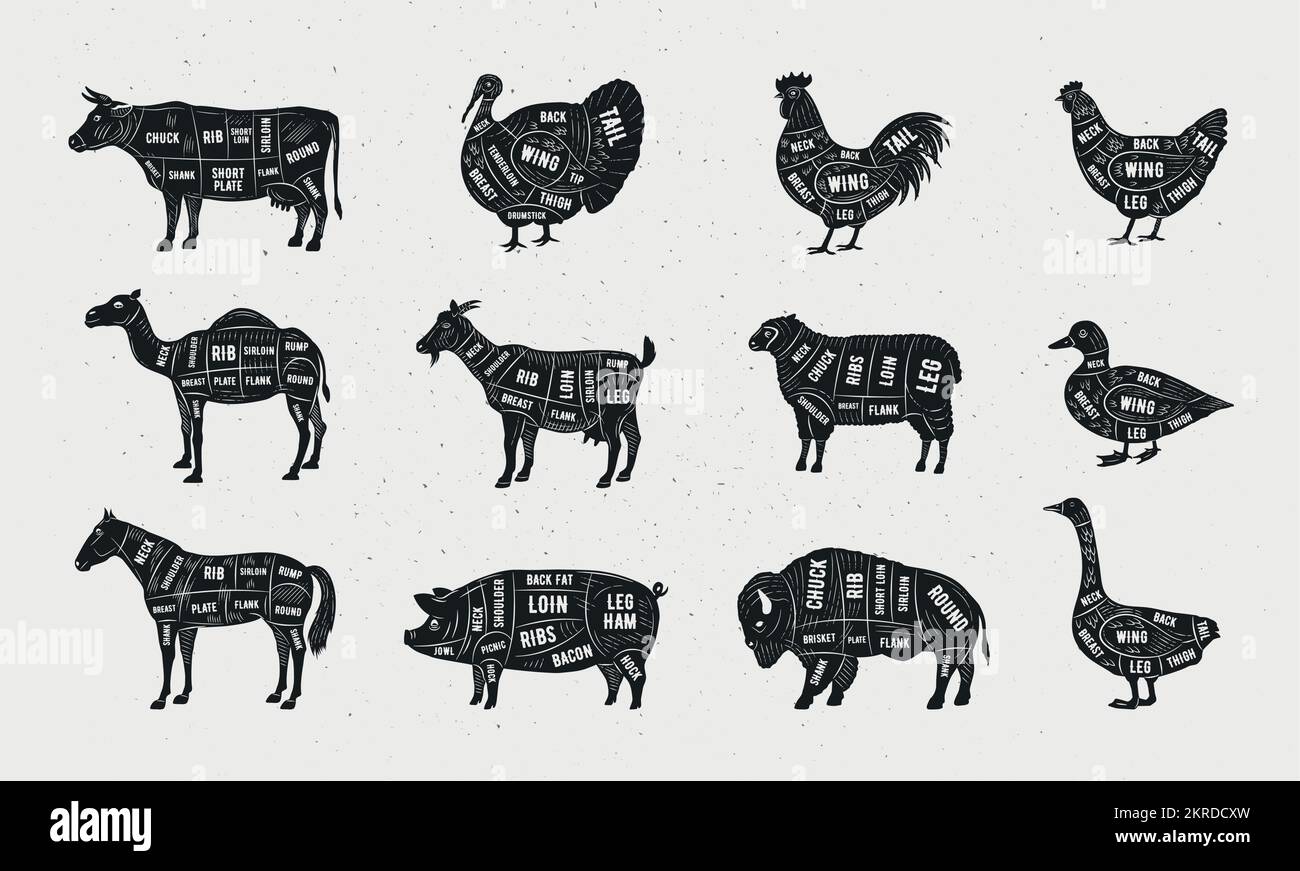 Tagli di carne macellaio set. Poster del macellaio. Manzo, Mutton, Agnello, maiale, Cavallo, Tagli di carne di capra, pollo, tacchino. Tagli di carne per macelleria, Illustrazione Vettoriale