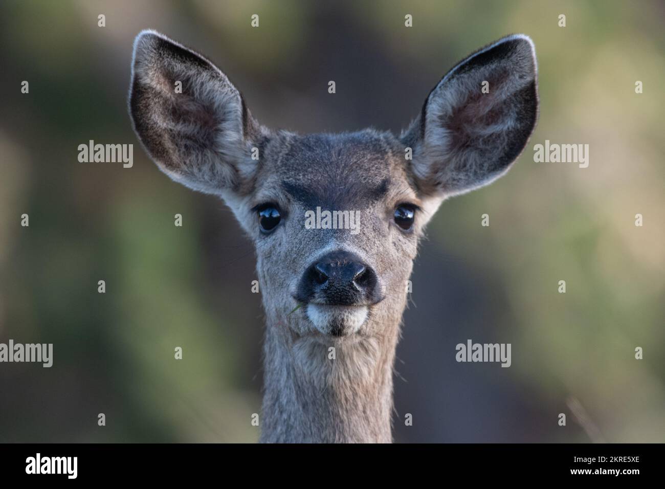 Un ritratto ravvicinato di una femmina del cervo o della femmina del cervo dalla California, dagli Stati Uniti, dall'America del Nord. Foto Stock