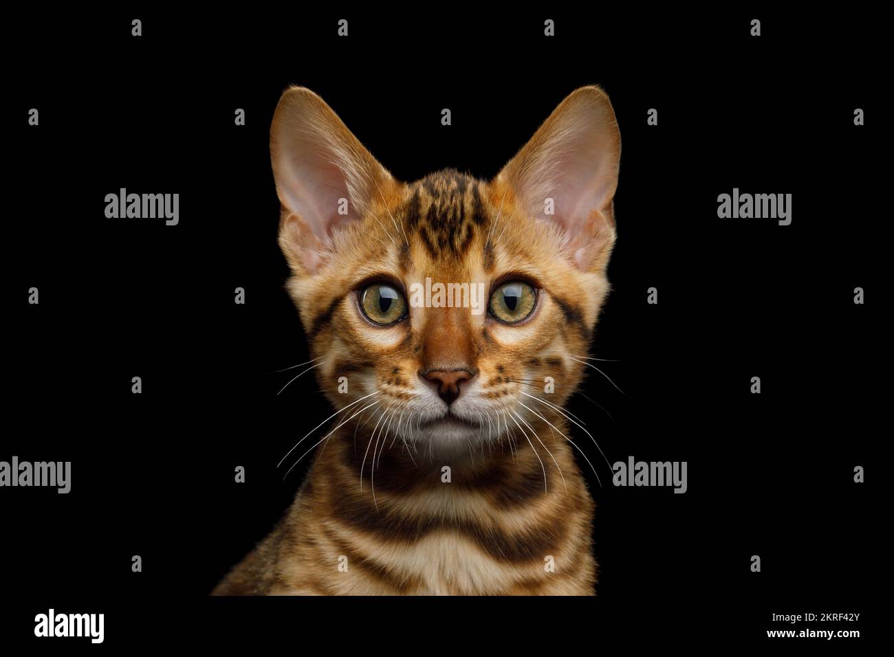 Primo piano ritratto di gattino bengala isolato su sfondo nero Foto Stock
