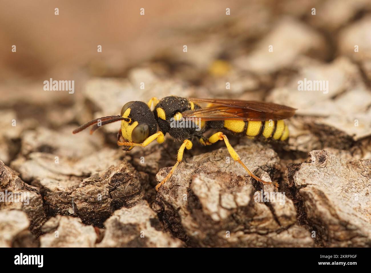 Primo piano di una vespa di scavatore dalla coda ricurva, Cerceris rybyensis seduta su legno Foto Stock
