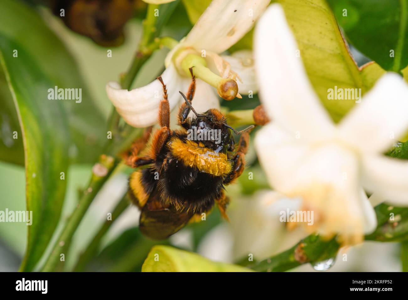 primo piano di una bomba che si nuca su un fiore d'arancio Foto Stock