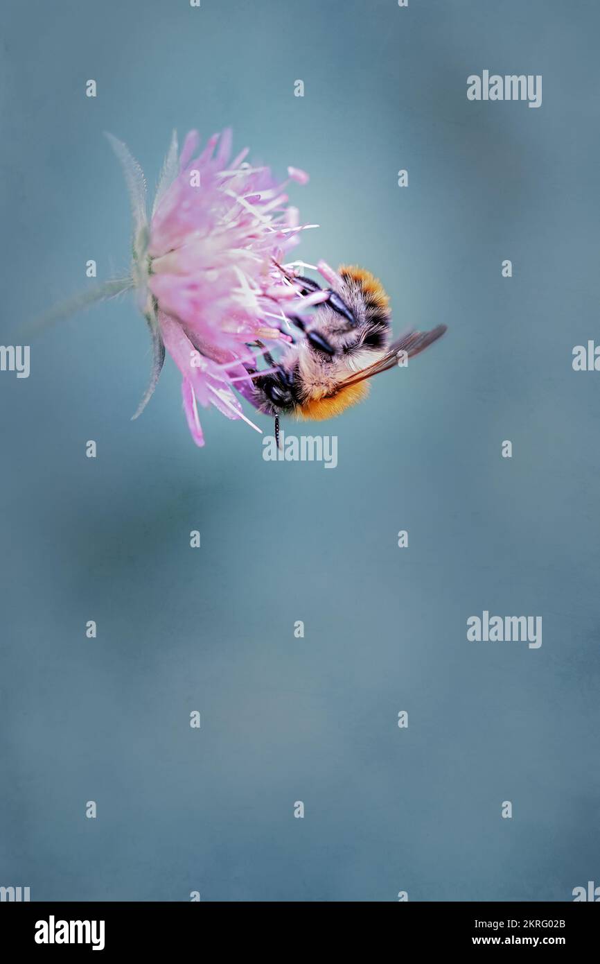 l'alimentazione delle api su campo scabious, grigio blu uniforme sfondo Foto Stock