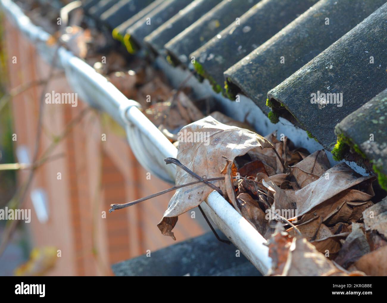 Problema comune causato da grondaie ostruite con foglie autunnali. Sostruire le grondaie e pulire i versamenti. Foto Stock