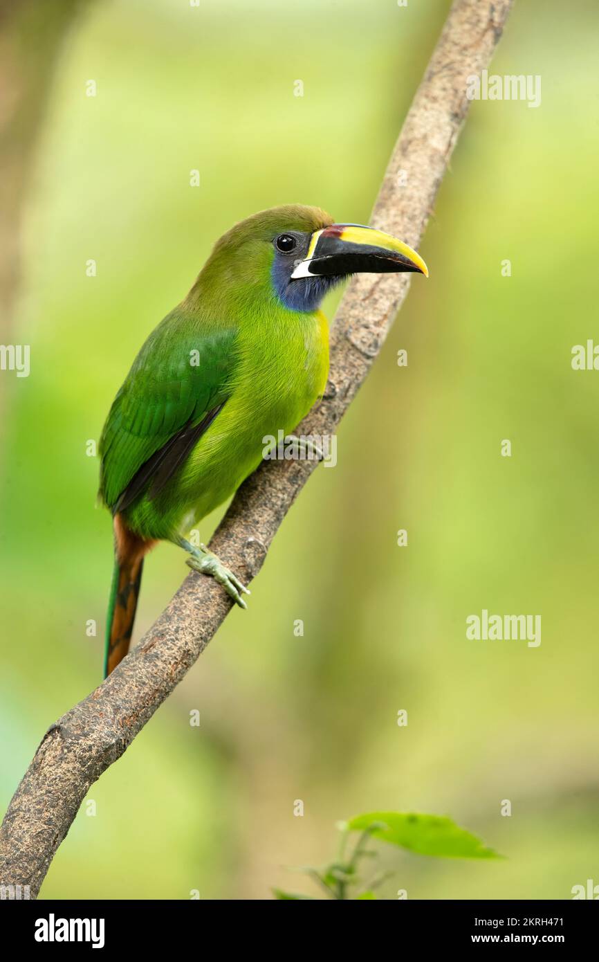 Lo smeraldo toucanet (Aulacorhynchus prasinus) è una specie di uccello quasi passerino della famiglia dei Ramphastidae. Foto Stock