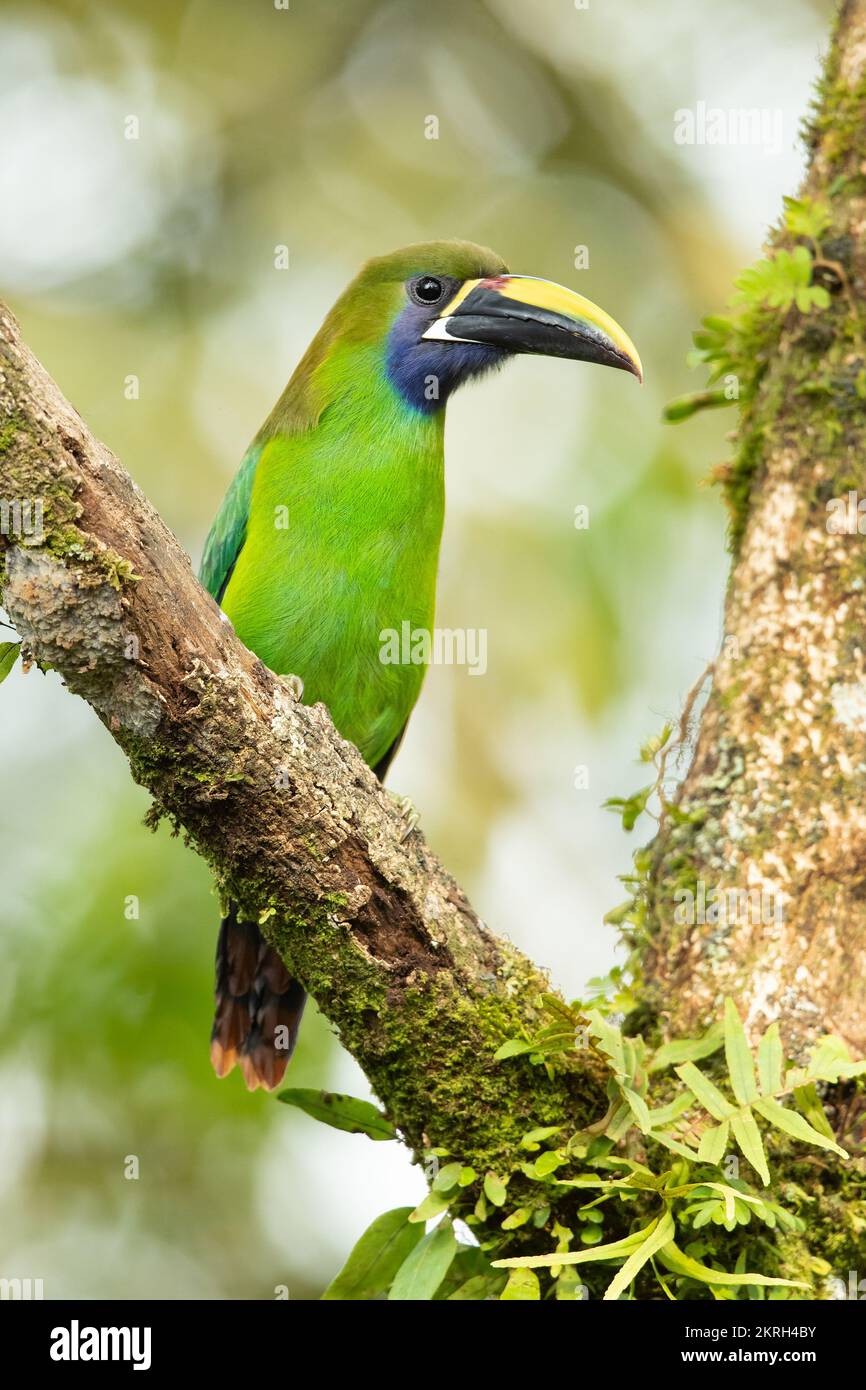 Lo smeraldo toucanet (Aulacorhynchus prasinus) è una specie di uccello quasi passerino della famiglia dei Ramphastidae. Foto Stock