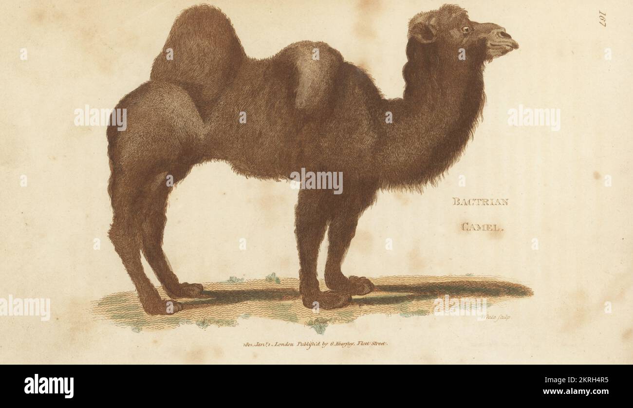 Cammello bactriano o cammello mongolo, Camelus bactrianus. Incisione su copperplate a mano di White dalla Zoologia Generale di George Shaw: Mammalia, Thomas Davison, Londra, 1801. Foto Stock