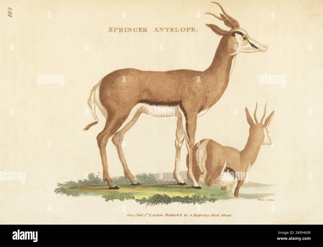 Springbok, maschio e femmina, Antidorcas marsupialis. Antilope Springer, antilope euchore. Incisione a mano su copperplate di White dalla Zoologia Generale di George Shaw: Mammalia, Thomas Davison, Londra, 1801. Foto Stock