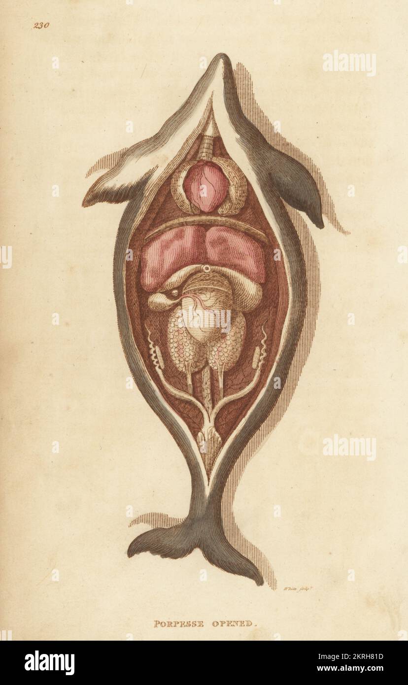 Anatomia di un portico, Phocoena phocoena. (Porpesse, Delphina phocaena). Porpesse aperto. Incisione a mano su copperplate di White dalla Zoologia Generale di George Shaw: Mammalia, Thomas Davison, Londra, 1801. Foto Stock