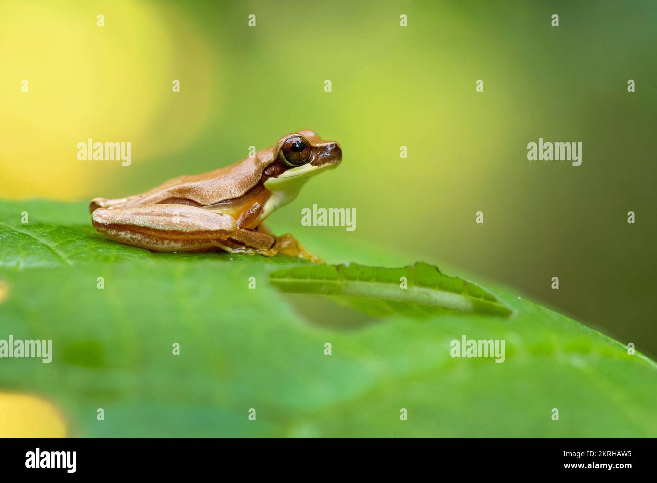 Dendropsophus ebraccatus, noto anche come la clessidra treefrog, riferendosi alla forma a clessidra dorata-marrone vista circondata da giallo pelle Foto Stock