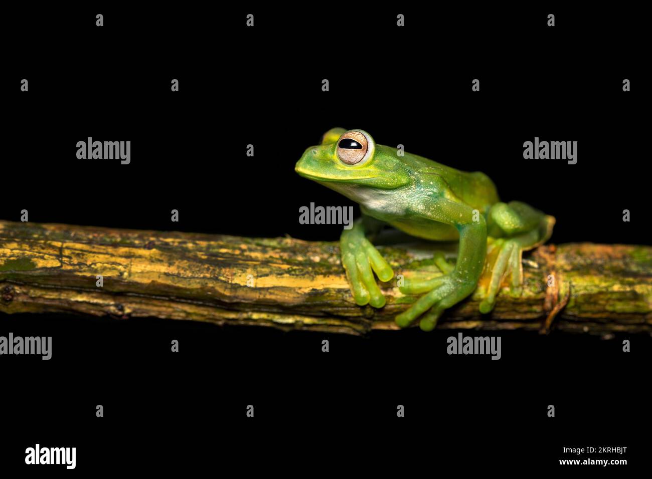 Rana dell'albero di Palmer Foto Stock