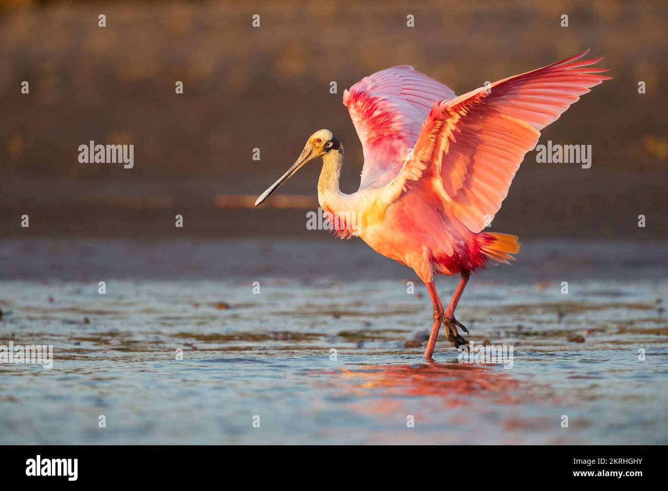 Roseate spoonbill Foto Stock