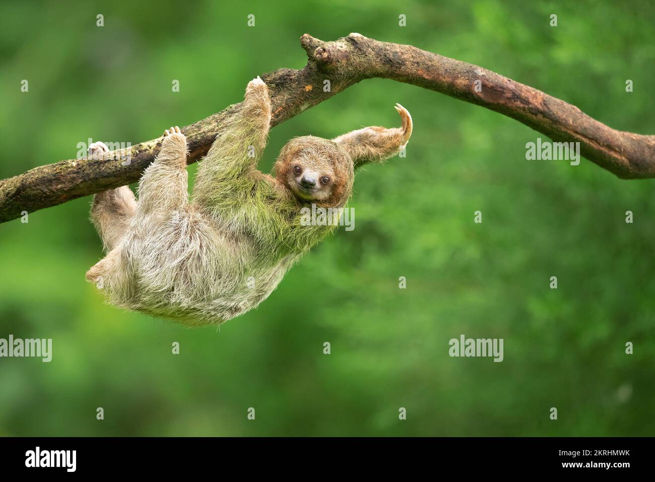 Sloth marrone-gola Foto Stock