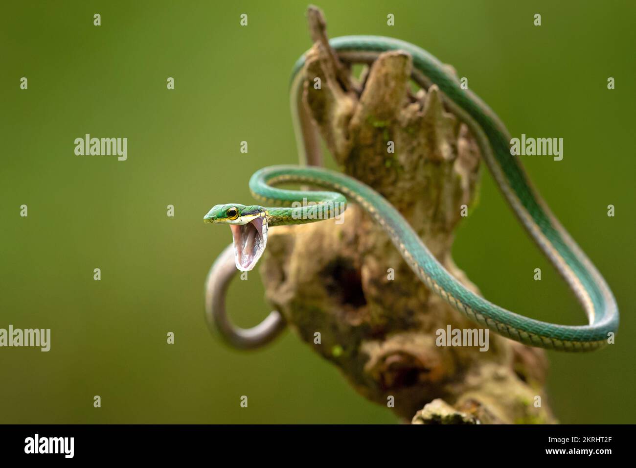 Serpente di pappagallo Foto Stock