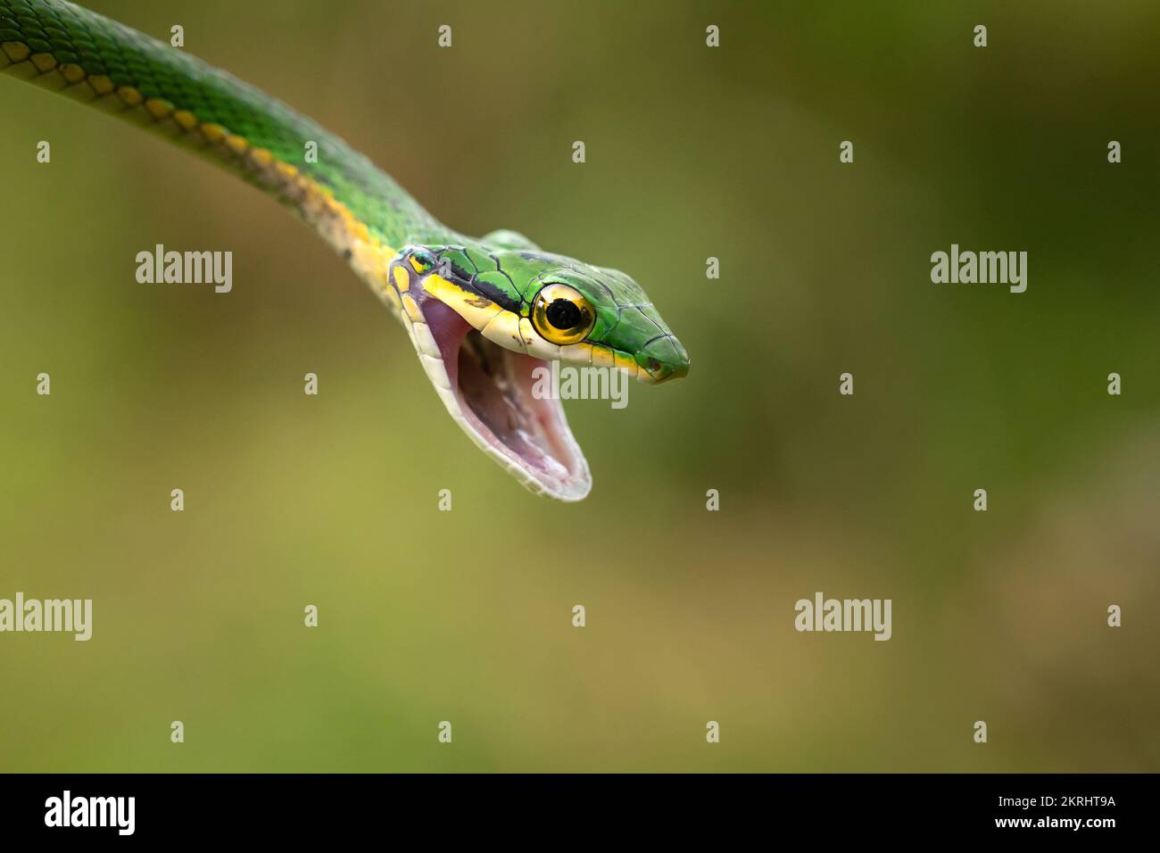 Serpente di pappagallo Foto Stock