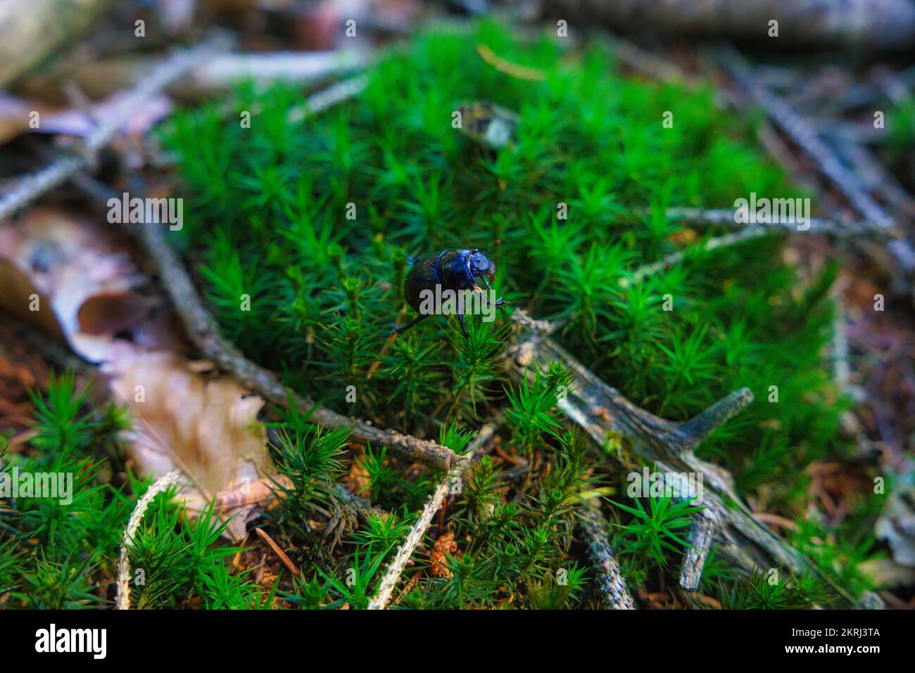 Il Dung Beetle - Anoplotrupe stercorosus camminare in ecosistema forestale. Macro di fauna selvatica. Foto Stock