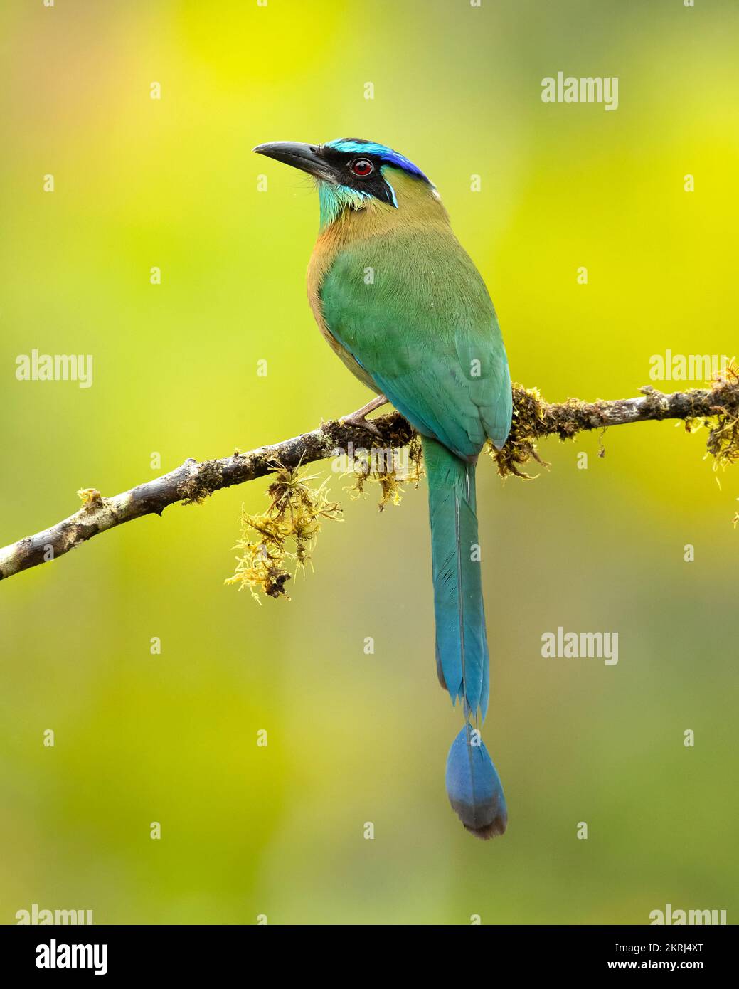 motmot della lezione Foto Stock