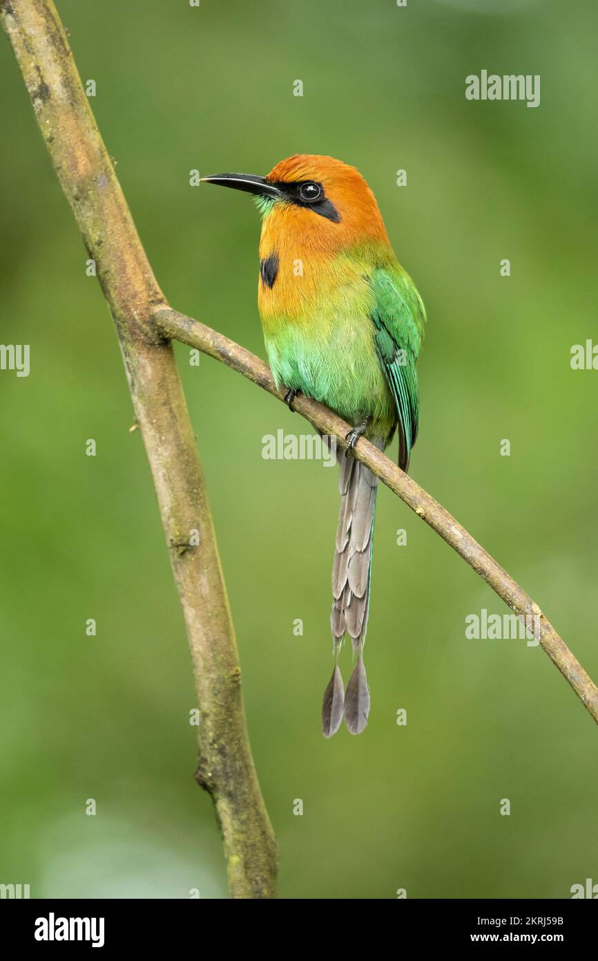 Ampia fatturati motmot Foto Stock