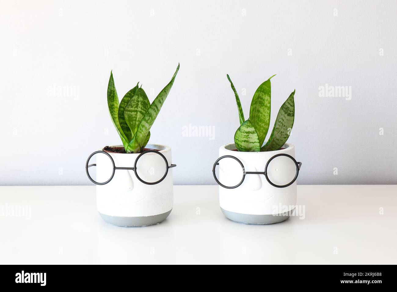 Sansevieria trifasciata cresce in faccia in bicchieri vaso ornamentale su mobili bianchi Foto Stock