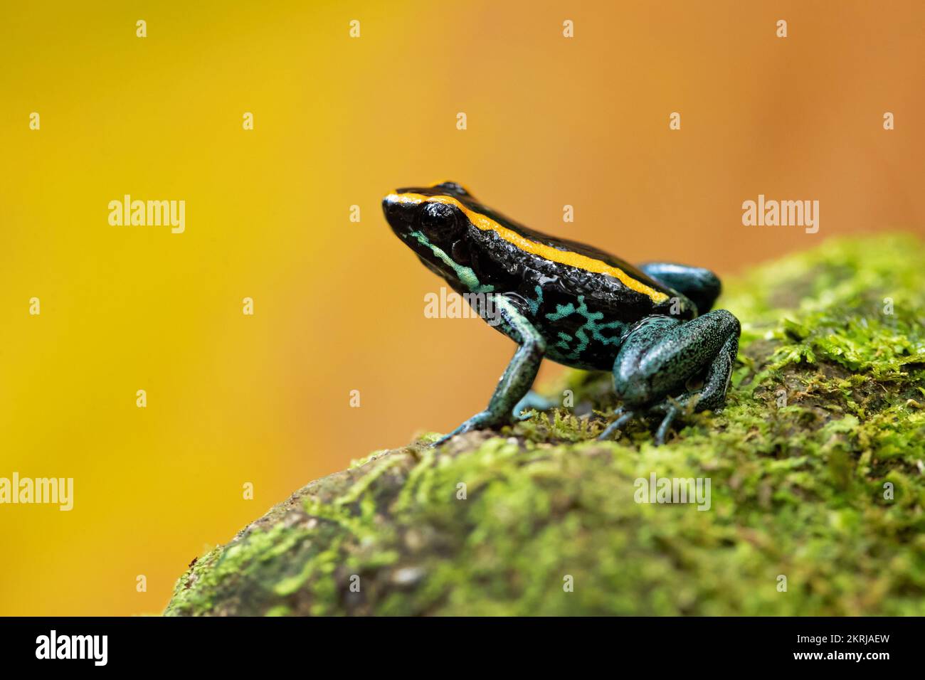 Rana velenosa di Golfodulcean Foto Stock