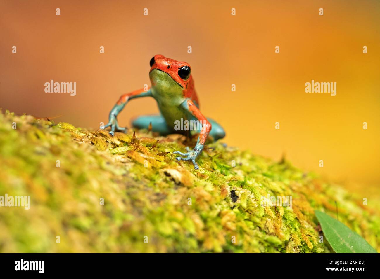 Schiuma di veleno granulare Foto Stock