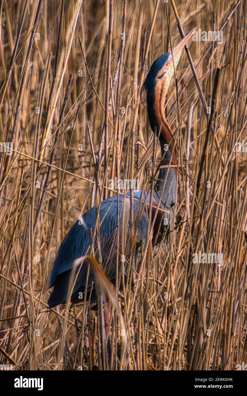Un airone viola - Ardea purpurea, grande airone bello da acqua dolce mondiale, laghi e fiumi, Waghaeusel, Germania Foto Stock