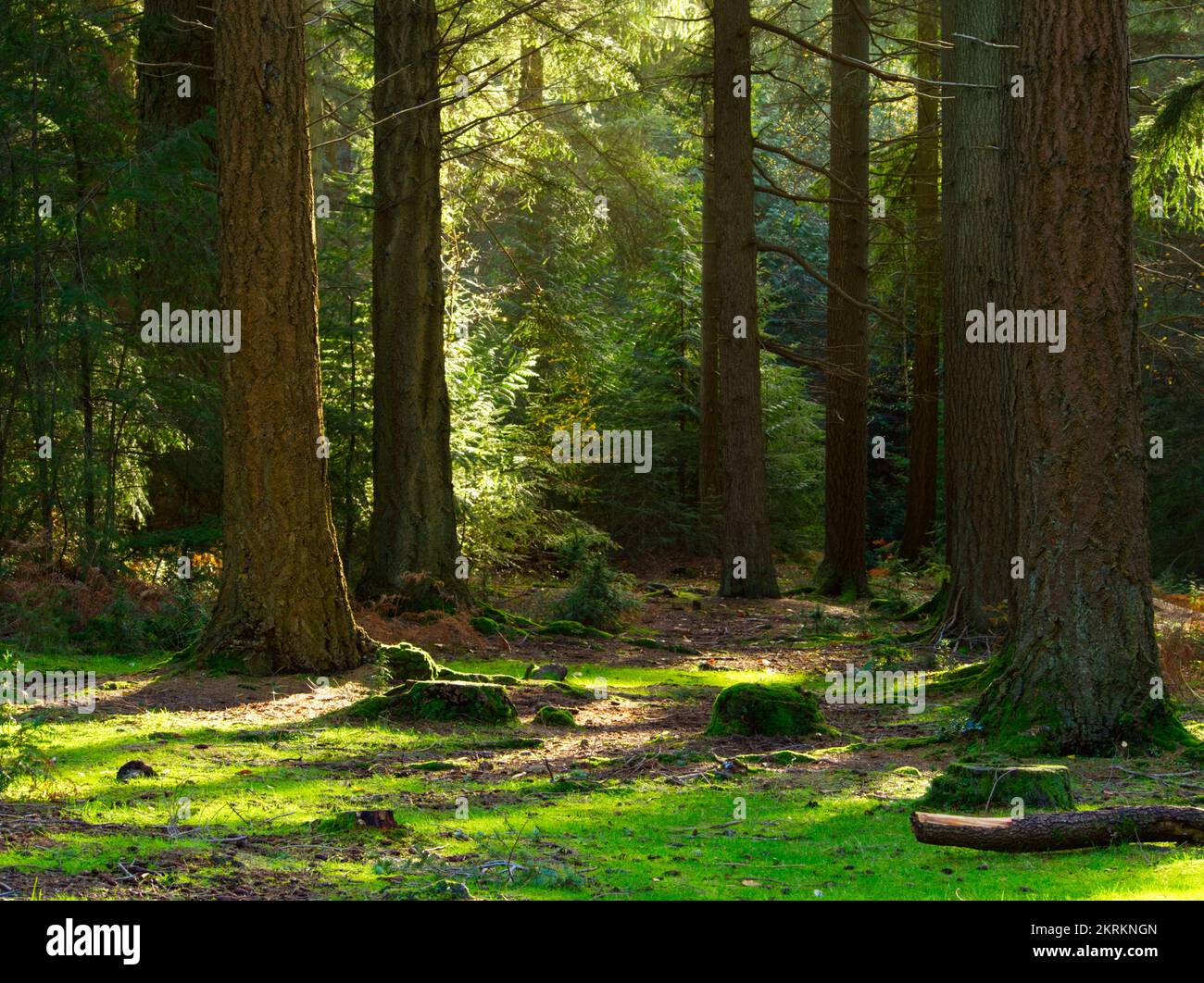 Alberi in luce solare bassa in New Forest, S Inghilterra Foto Stock