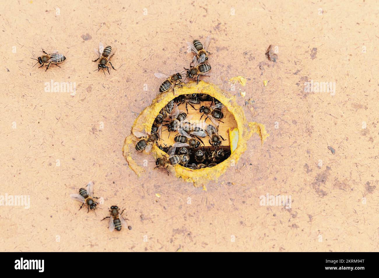 Alveare di api addomesticate che strisciare vicino al foro rotondo di alveare coperto di cera in apiario Foto Stock
