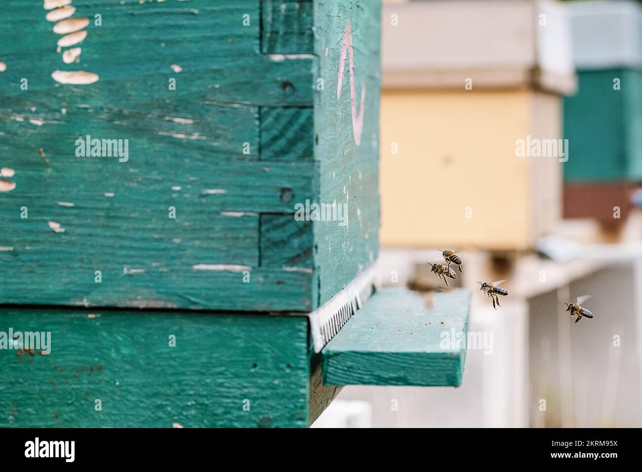 Piccole api che strisciare vicino a buchi di alveare il giorno d'estate in apiario di giorno Foto Stock