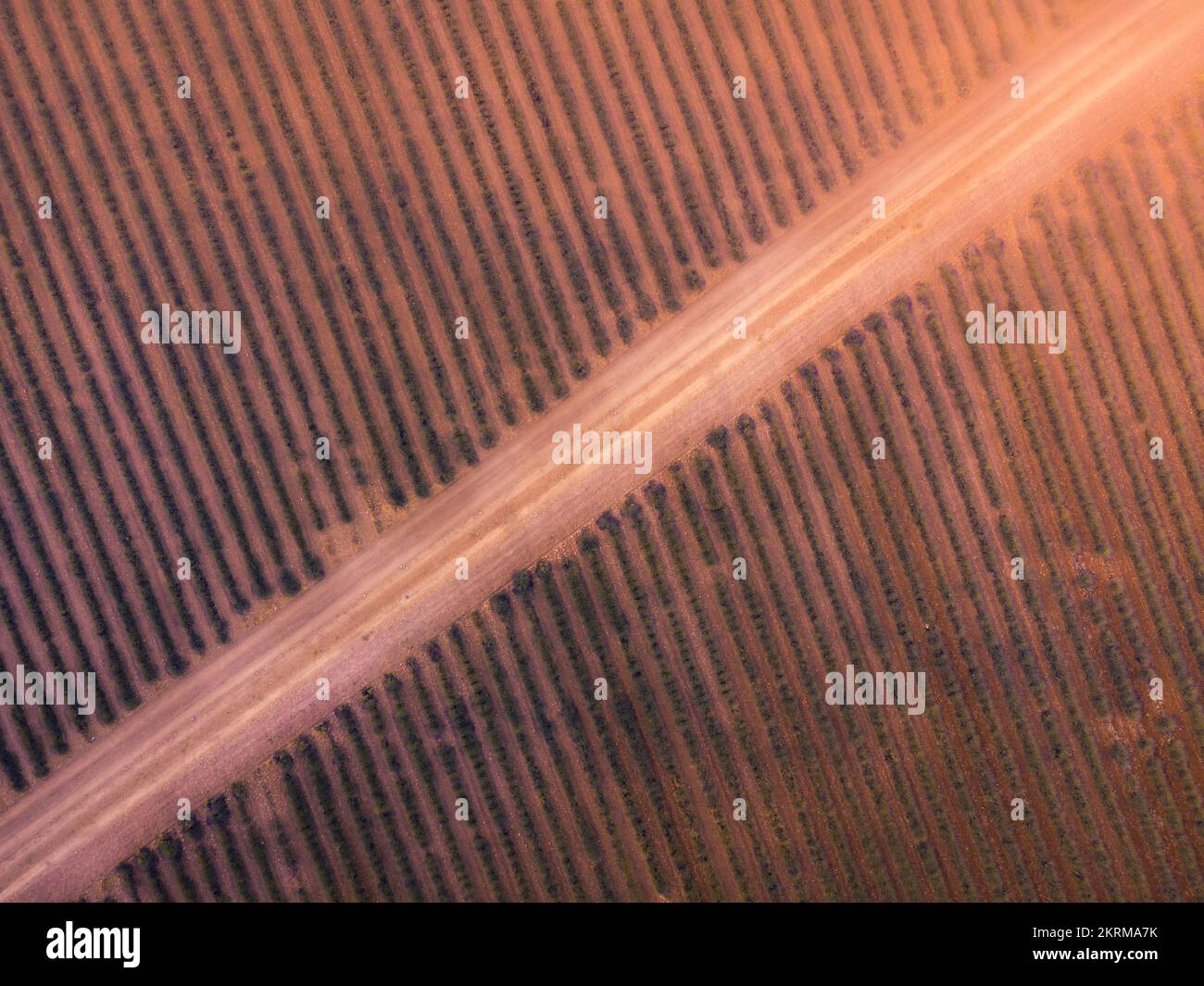 Vista da drone di file rettilinee di lavanda fiorente vicino a lunga strada vuota al sole di Guadalajara di Spagna Foto Stock
