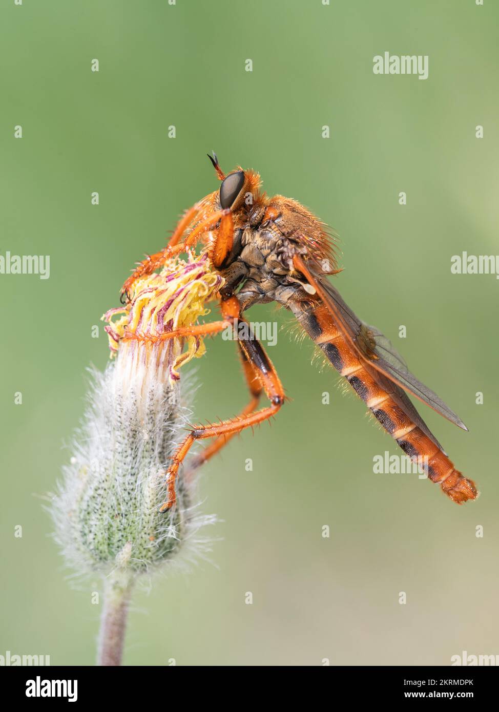 Da vicino stenopogon è un genere di mosche rapaci, insetti della famiglia Asilidae. Foto Stock
