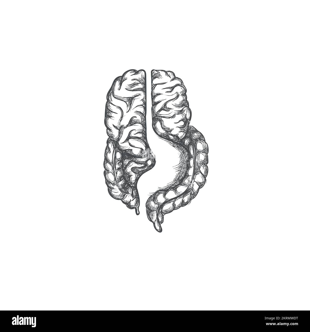 Design del logo cervello e intestino, illustrazione anatomica Illustrazione Vettoriale