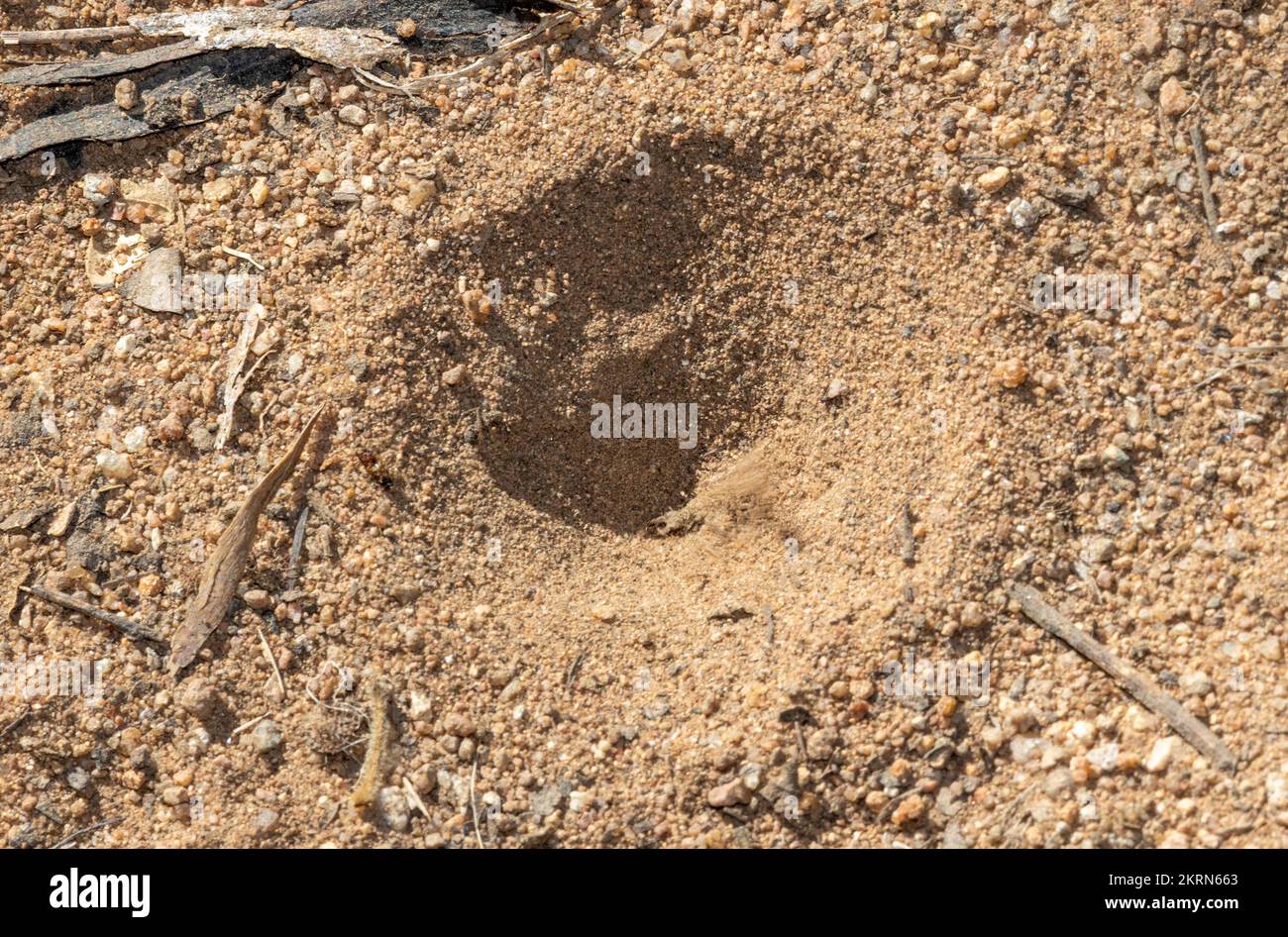 La ninfa dell'Antlion rende questi pozzi a forma di imbuto in terreni asciutti. Rimangono nascosti fino a quando la loro preda non scivola nella trappola Foto Stock