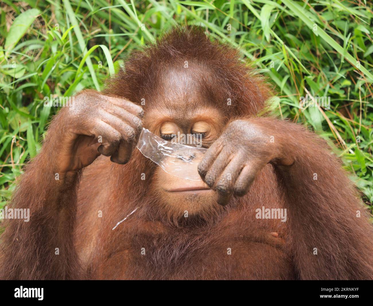 QUESTO ORANGUTAN DI SUMATRAN chiamato Kulsum è stato catturato giocando con un pezzo di bottiglia rotto facendo un paio di occhiali da sole improvvisati per evitare il sole. O Foto Stock