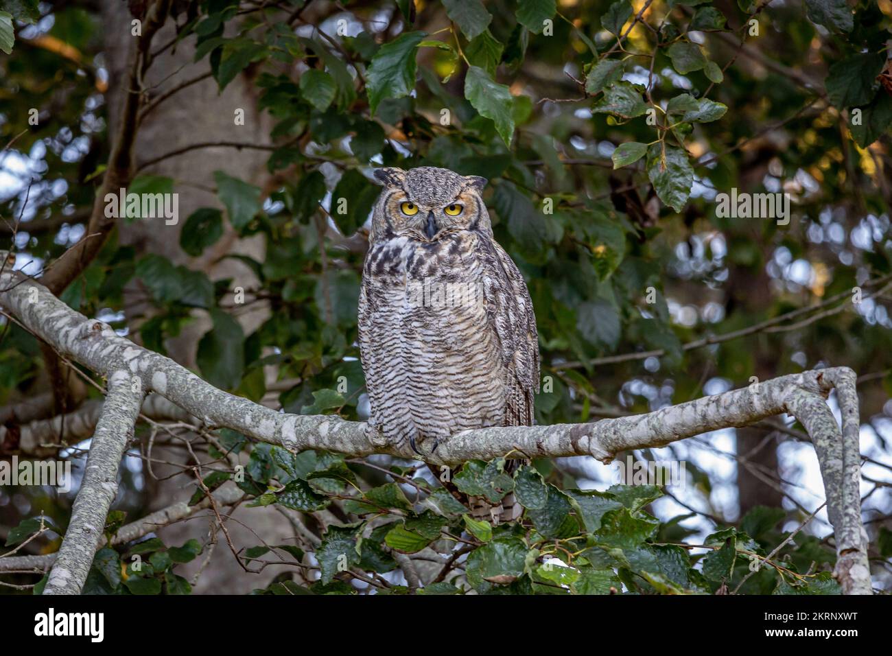 Il grande gufo cornuto seduto su un ramo, noto anche come gufo tigre, o gufo, è un grande gufo nativo delle Americhe Foto Stock