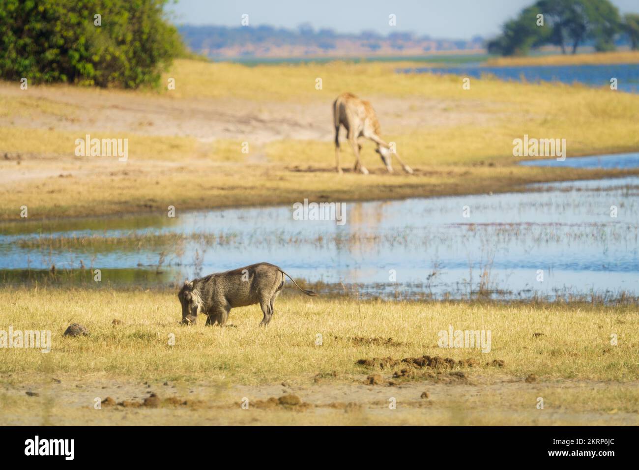 Warthog (Phacochoerus africanus) che si nutre di erba. Vista laterale di animali selvatici in ginocchio. Giraffa di bevande di sottofondo. Parco Nazionale di Chobe, Botswana, Africa Foto Stock