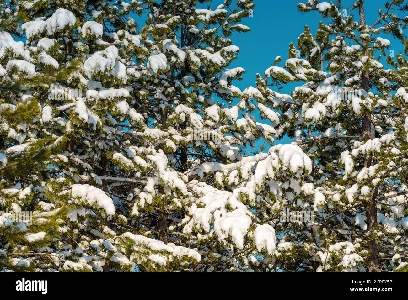 Rami di pino ricoperti di neve nelle soleggiate giornate invernali con cielo blu sullo sfondo. Particolare paesaggistico dalla montagna Zlatibor in Serbia. Foto Stock