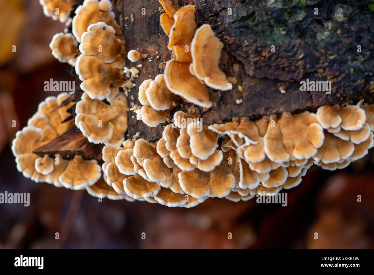 Farnham Common, Regno Unito. 28th Novembre 2022. Plicaturopsis crispa, gill fungi grecati che crescono su arti morte, in particolare betulla d'argento, in boschi a Burnham Beeches. Si dice che la Plicatura Crispa stia crescendo in modo prolifico in Inghilterra dal 2010 circa, ma non si sa perché. Burnham Beeches è un sito di interesse scientifico speciale, una riserva naturale nazionale e un'area speciale europea di conservazione dove si possono trovare molte specie rare e minacciate di funghi. E' un reato punire la raccolta di funghi a Burnham Beeches. Credito: Maureen McLean/Alamy Foto Stock